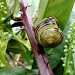 Snail by dulciknit