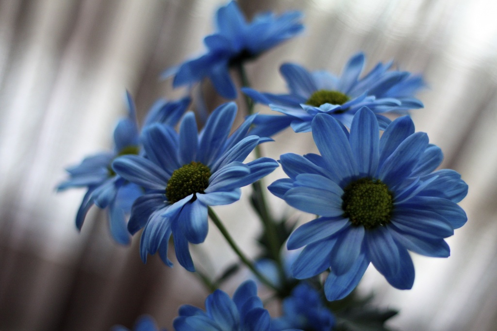 Blue Flowers by laurentye