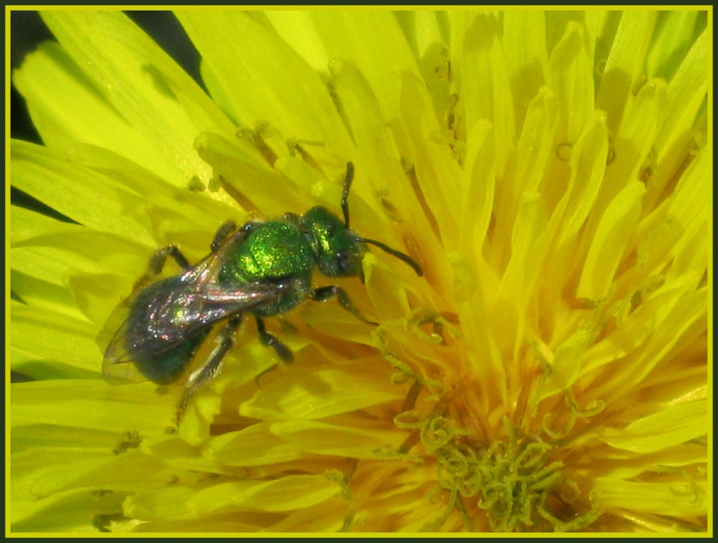 In search of the Metallic Green Bee by cjwhite