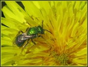 2nd Apr 2011 - In search of the Metallic Green Bee