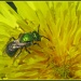 In search of the Metallic Green Bee by cjwhite