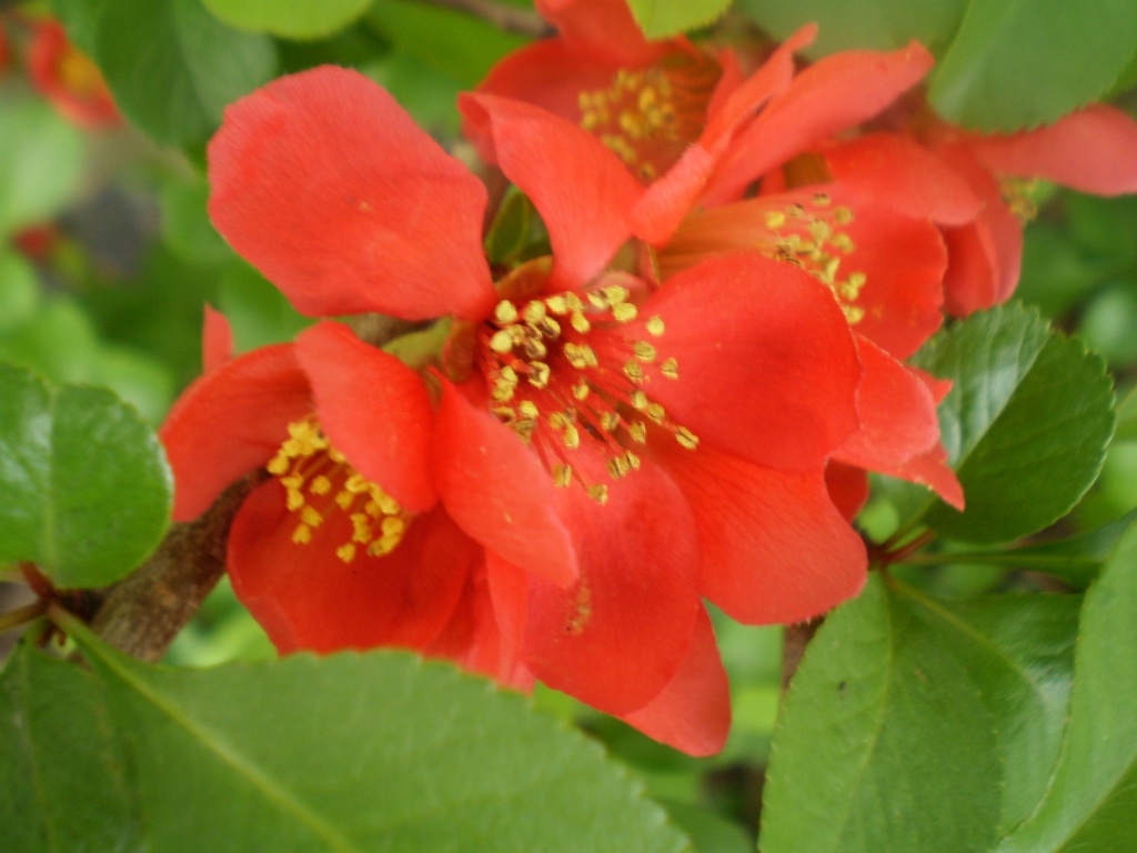 Japonica ..Chaenomeles by snowy