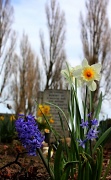 2nd Apr 2011 - Spring Flowers In The Cemetery