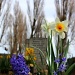 Spring Flowers In The Cemetery by natsnell