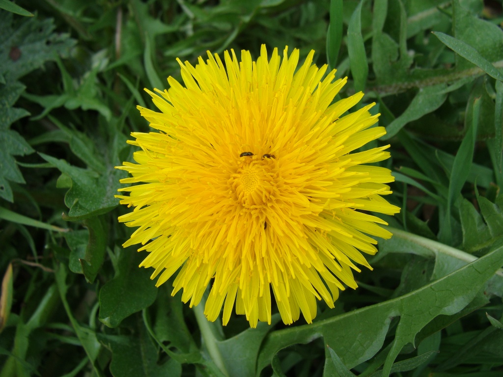 Dandelion with bugs by busylady