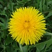 Dandelion with bugs by busylady