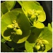 Euphorbia cyparissias by judithdeacon