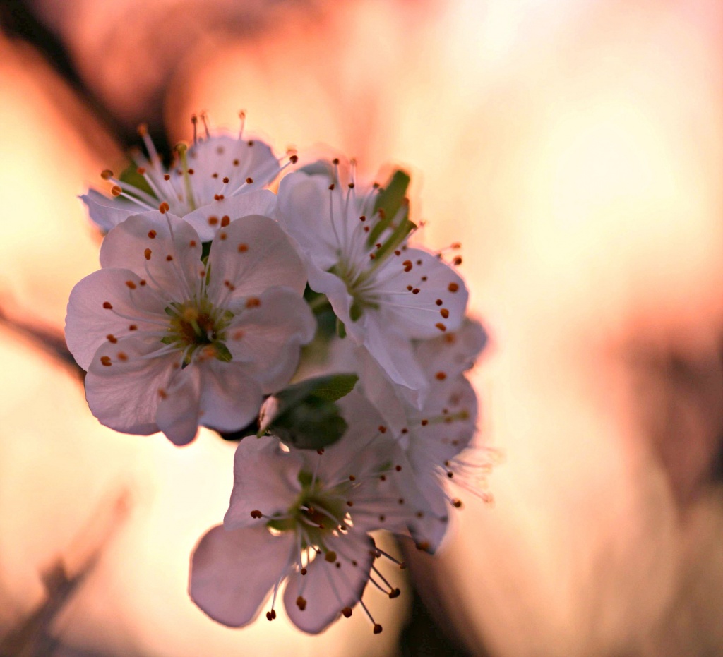 Plum Blossom at Dusk by netkonnexion