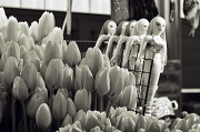 2nd Apr 2011 - Tulips and Mermaids Inhabit The Market