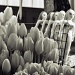 Tulips and Mermaids Inhabit The Market by seattle