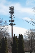 2nd Apr 2011 - Verizon Pine