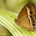 Orange Bush-Brown Butterfly (Mycalesis terminus) by bella_ss