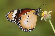 3rd Apr 2011 - Danaid Eggfly Butterfly (Hypolimnas misippus)