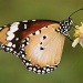 Danaid Eggfly Butterfly (Hypolimnas misippus) by lbmcshutter