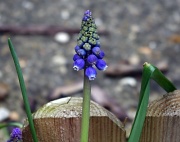 3rd Apr 2011 - Grape Hyacinth