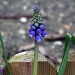 Grape Hyacinth by karendalling