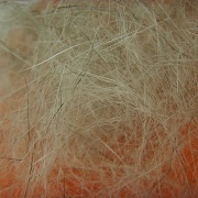 1st Apr 2011 - Hairs