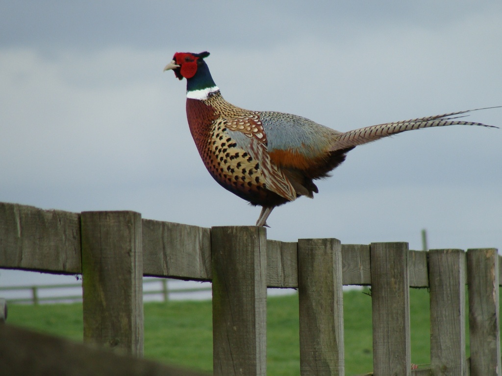 Ring-necked pheasant by busylady