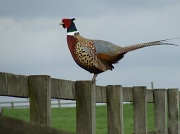 3rd Apr 2011 - Ring-necked pheasant
