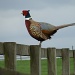 Ring-necked pheasant by busylady