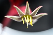 3rd Apr 2011 - alien flower