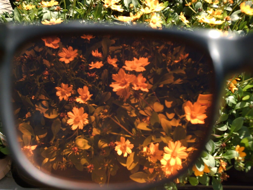 Looking at Flowers through sunglasses at Home Depot 4.3.11 by sfeldphotos