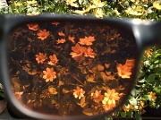 3rd Apr 2011 - Looking at Flowers through sunglasses at Home Depot 4.3.11