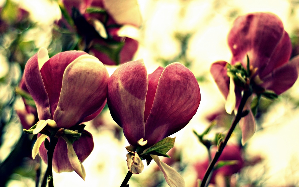 Magnolia by andycoleborn