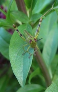 4th Apr 2011 - Little Grasshopper