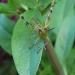 Little Grasshopper by mozette