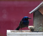 2nd Apr 2011 - Common Grackle in Hailstorm