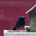 Common Grackle in Hailstorm by jbritt