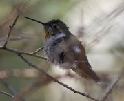 3rd Apr 2011 - Pollen Dusted Hummingbird