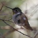 Pollen Dusted Hummingbird by kerristephens