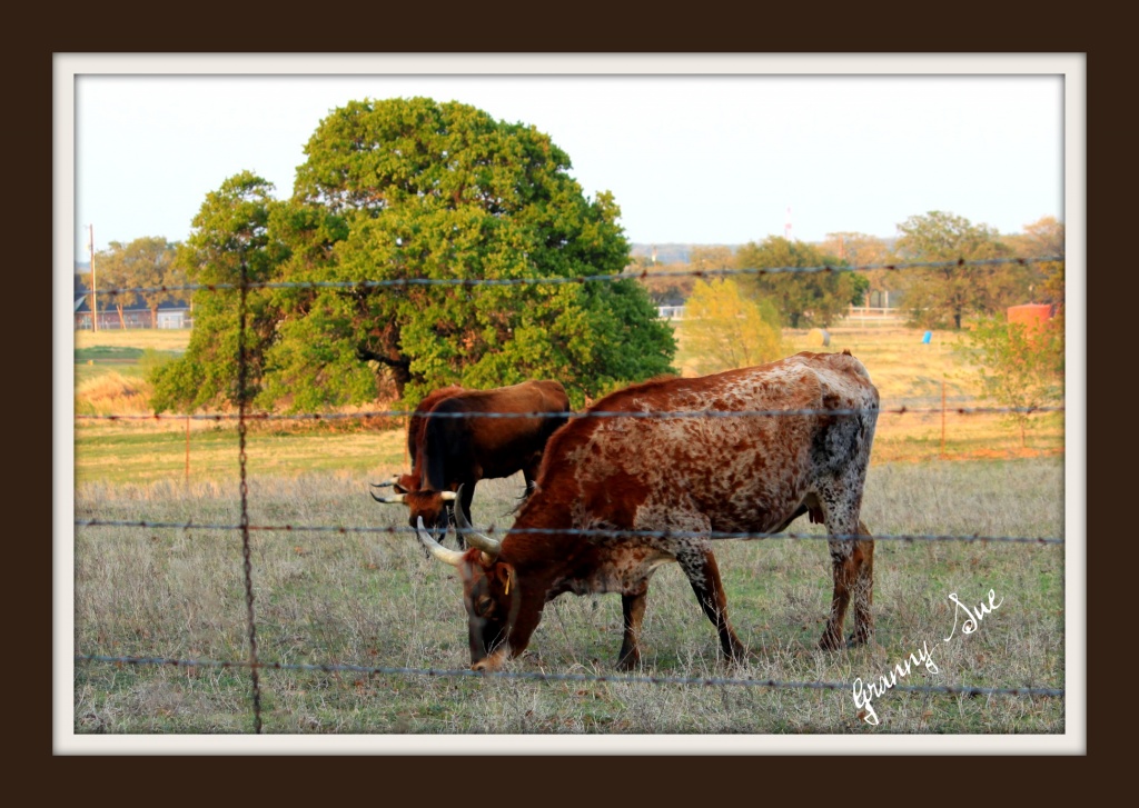 Texas Longhorns by grannysue