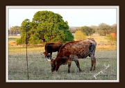 3rd Apr 2011 - Texas Longhorns