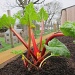 Rhubarb. by happypat
