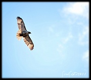 4th Apr 2011 - Hawk