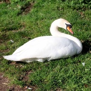 4th Apr 2011 - Swan