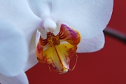 4th Apr 2011 - Phalaenopsis Orchid