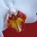Phalaenopsis Orchid by sharonlc