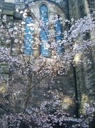 25th Mar 2011 - Blossom