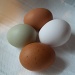 Eggsceptional! by rosbush