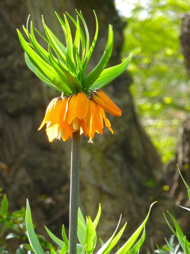 Crown Imperial by helenmoss