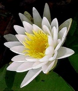 4th Apr 2011 - White Water Lily