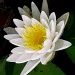 White Water Lily by vernabeth