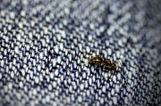 4th Apr 2011 - Ants on My Pants