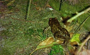 4th Apr 2011 - Frog