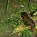 Frog by haagjes