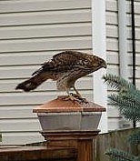 2nd Apr 2011 - Coopers hawk